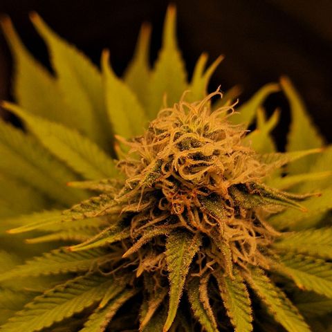 MJ 1702 - Auto XXL growlog timeline photo