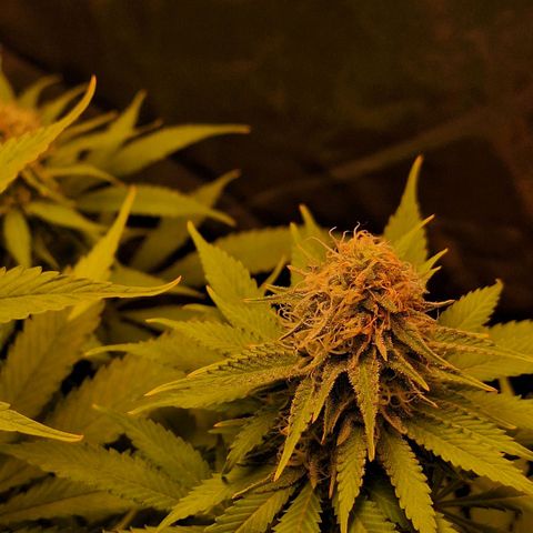 MJ 1702 - Auto XXL growlog timeline photo