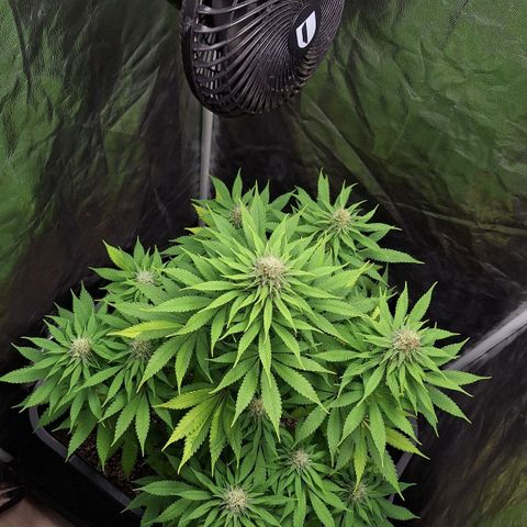 MJ 1702 - Auto XXL growlog timeline photo