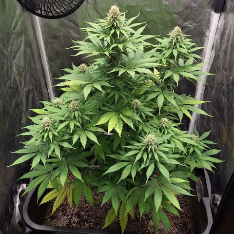 MJ 1702 - Auto XXL growlog timeline photo