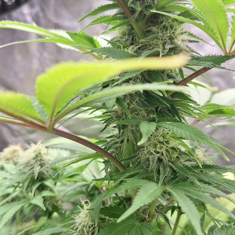 MJ 1702 - Auto XXL growlog timeline photo