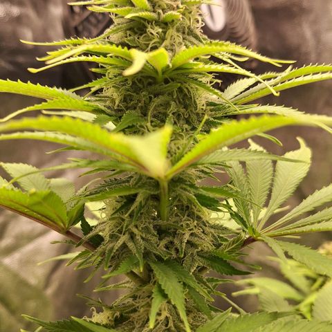 MJ 1702 - Auto XXL growlog timeline photo