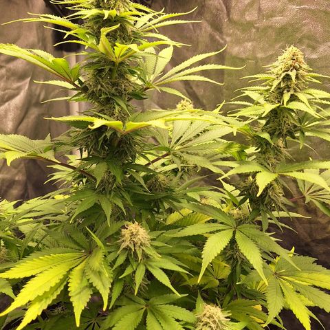 MJ 1702 - Auto XXL growlog timeline photo