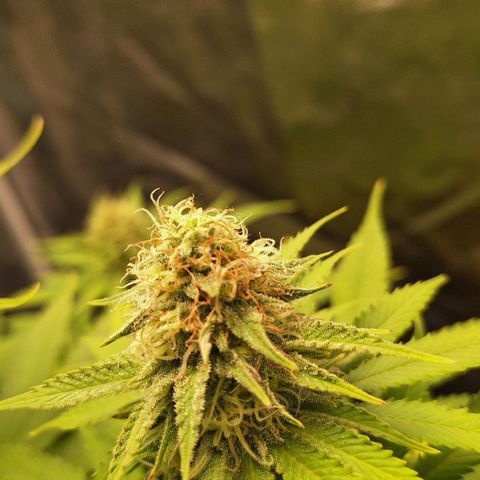 MJ 1702 - Auto XXL growlog timeline photo