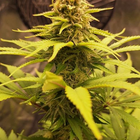 MJ 1702 - Auto XXL growlog timeline photo