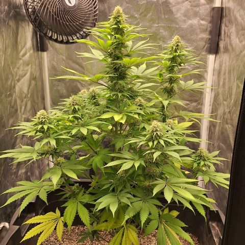 MJ 1702 - Auto XXL growlog timeline photo