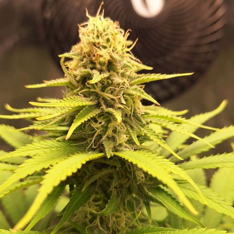 MJ 1702 - Auto XXL growlog timeline photo