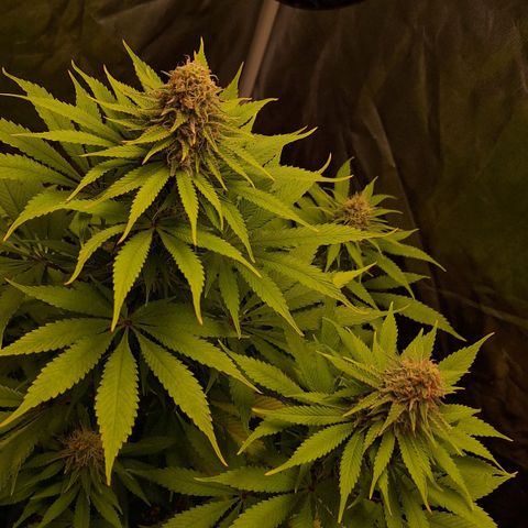 MJ 1702 - Auto XXL growlog timeline photo