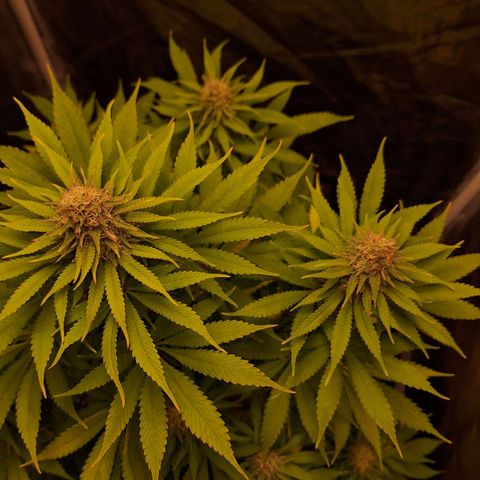MJ 1702 - Auto XXL growlog timeline photo