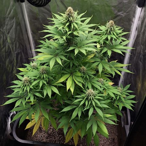 MJ 1702 - Auto XXL growlog timeline photo