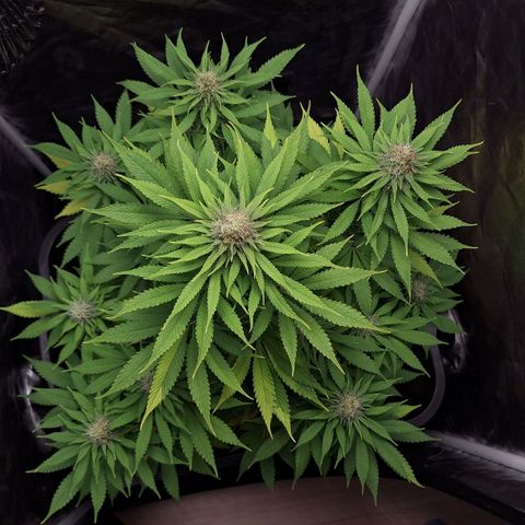 MJ 1702 - Auto XXL growlog timeline photo