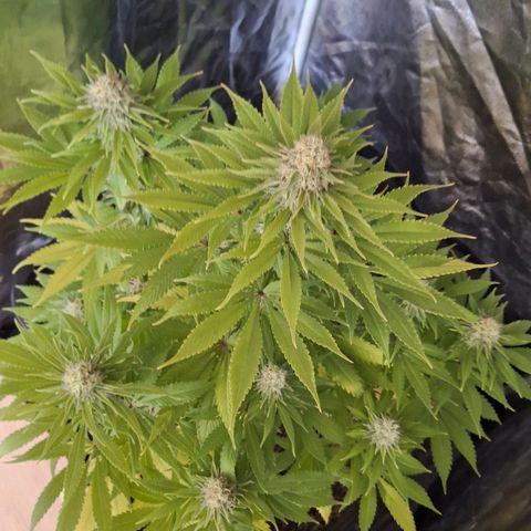 MJ 1702 - Auto XXL growlog timeline photo