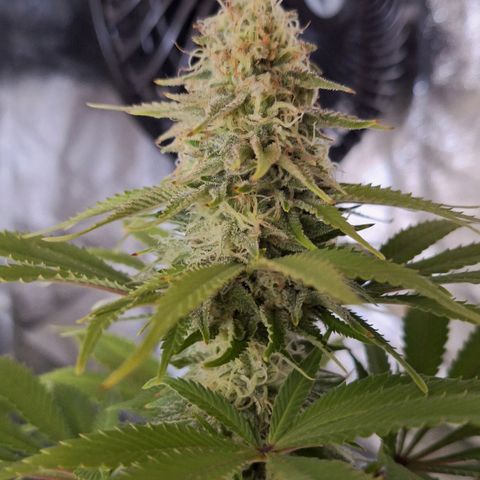 MJ 1702 - Auto XXL growlog timeline photo