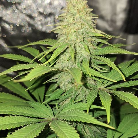 MJ 1702 - Auto XXL growlog timeline photo