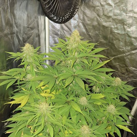 MJ 1702 - Auto XXL growlog timeline photo