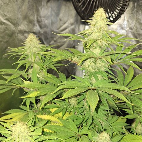 MJ 1702 - Auto XXL growlog timeline photo