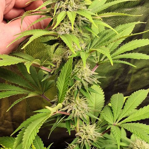 MJ 1702 - Auto XXL growlog timeline photo