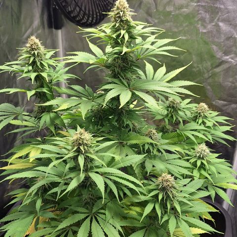 MJ 1702 - Auto XXL growlog timeline photo