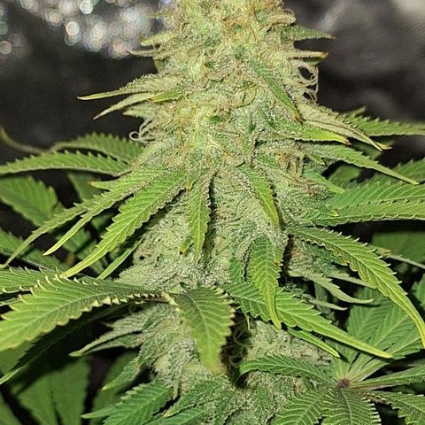 MJ 1702 - Auto XXL growlog timeline photo