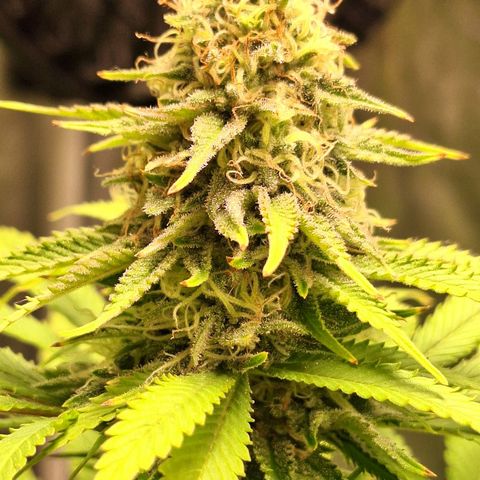 MJ 1702 - Auto XXL growlog timeline photo