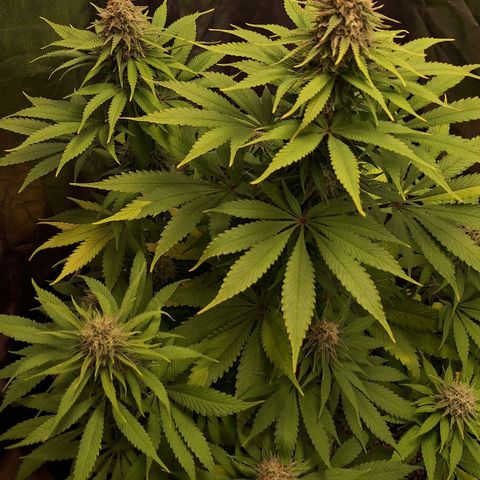 MJ 1702 - Auto XXL growlog timeline photo