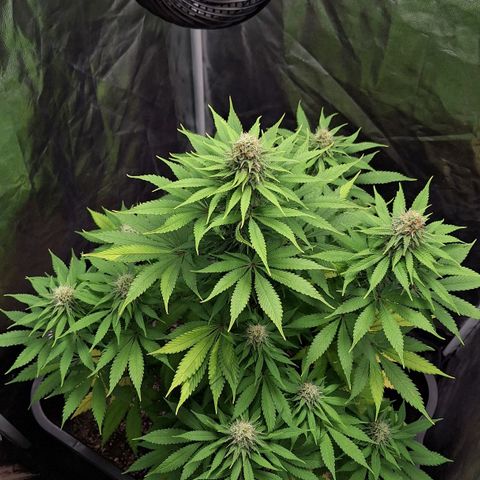 MJ 1702 - Auto XXL growlog timeline photo