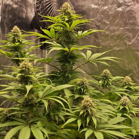 MJ 1702 - Auto XXL growlog timeline photo