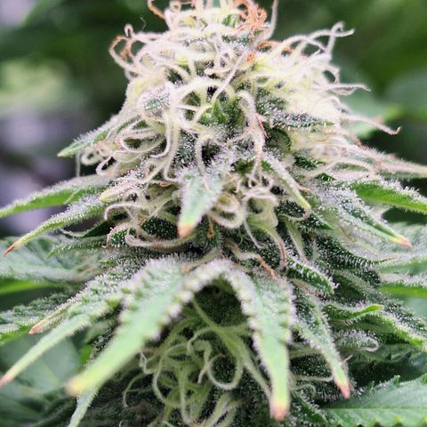 MJ 1702 - Auto XXL growlog timeline photo