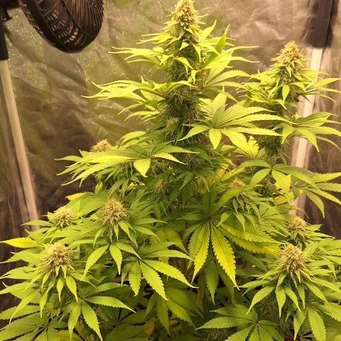MJ 1702 - Auto XXL growlog timeline photo