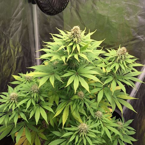 MJ 1702 - Auto XXL growlog timeline photo