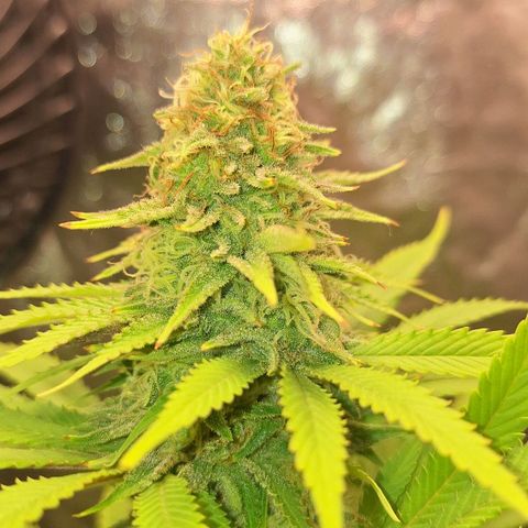 MJ 1702 - Auto XXL growlog timeline photo