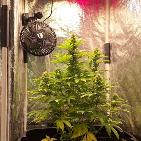 MJ 1702 - Auto XXL growlog timeline photo