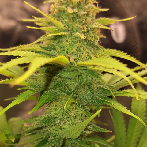 MJ 1702 - Auto XXL growlog timeline photo