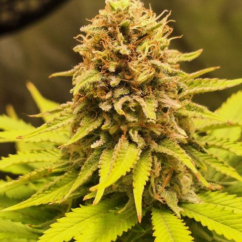 MJ 1702 - Auto XXL growlog timeline photo