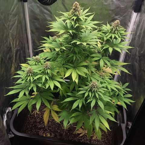 MJ 1702 - Auto XXL growlog timeline photo