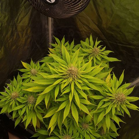 MJ 1702 - Auto XXL growlog timeline photo