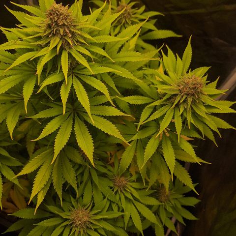 MJ 1702 - Auto XXL growlog timeline photo