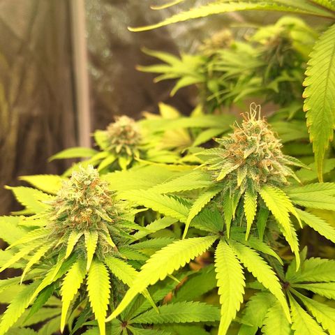 MJ 1702 - Auto XXL growlog timeline photo