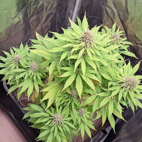 MJ 1702 - Auto XXL growlog timeline photo