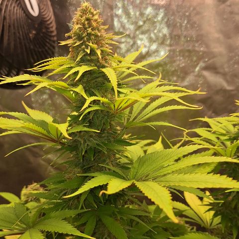 MJ 1702 - Auto XXL growlog timeline photo