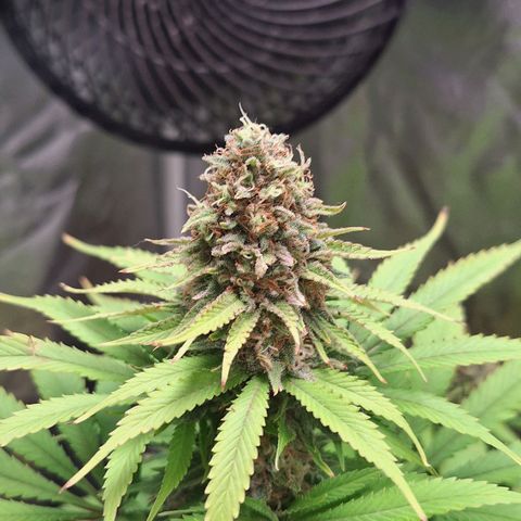 MJ 1702 - Auto XXL growlog timeline photo