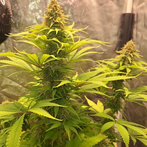 MJ 1702 - Auto XXL growlog timeline photo