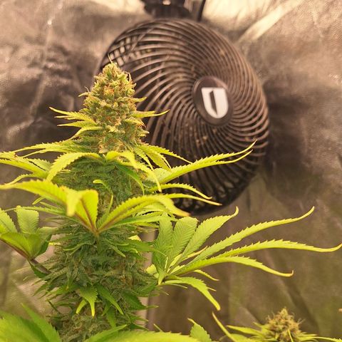 MJ 1702 - Auto XXL growlog timeline photo