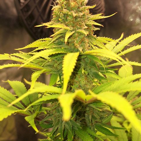 MJ 1702 - Auto XXL growlog timeline photo
