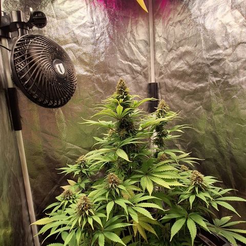 MJ 1702 - Auto XXL growlog timeline photo