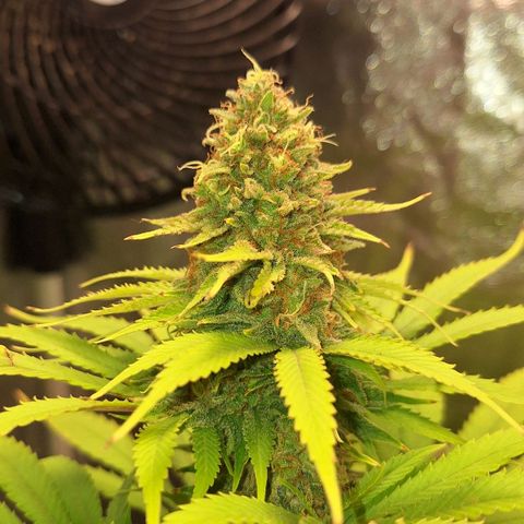 MJ 1702 - Auto XXL growlog timeline photo