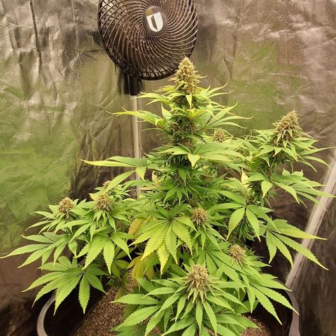 MJ 1702 - Auto XXL growlog timeline photo