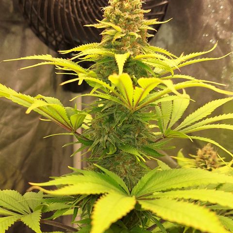 MJ 1702 - Auto XXL growlog timeline photo
