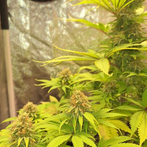 MJ 1702 - Auto XXL growlog timeline photo