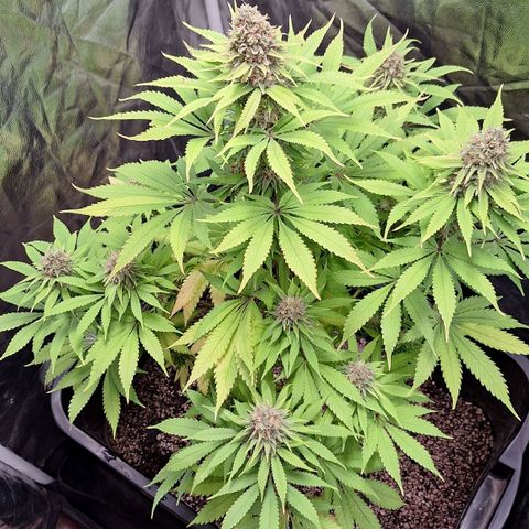 MJ 1702 - Auto XXL growlog timeline photo
